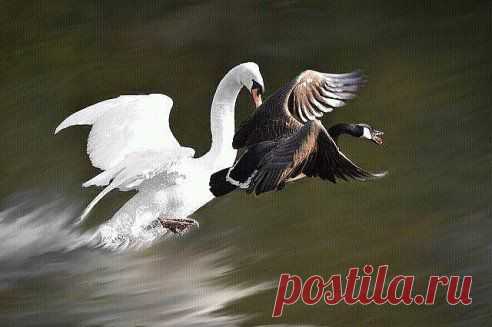 Канадка хоть и крупный, агрессивный гусь, но люлей от лебедя отгребает по полной