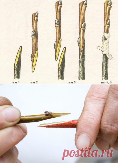 Простой способ прививки деревьев и кустарников - копулировка / прививка / 7dach.ru