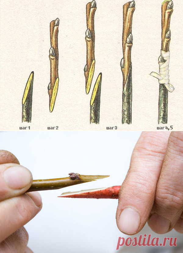 Простой способ прививки деревьев и кустарников - копулировка / прививка / 7dach.ru