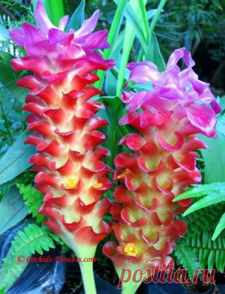 ✯ Curcuma Gingerstar Red Torch Thai Tulip