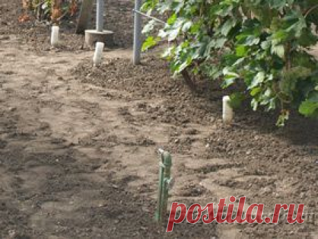 Полив и подкормка винограда по совету специалиста