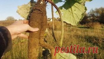 Миома, фибромиома, лечение лекарственными растениями | Правила здоровья и долголетия