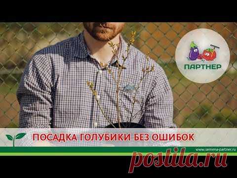 ПОСАДКА ГОЛУБИКИ БЕЗ ОШИБОК