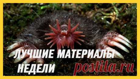 Лучшие материалы минувшей недели — в нашей воскресной подборке: 1. Крот-звездонос. Подземный Супермен: bit.ly/2oPuxkE 2. Гусеницы спасут мир от пластика: bit.ly/2p0WU2A 3. Последний шанс последнего северного белого носорога на Земле: bit.ly/2pnIJop 4. Свидетельства древней глобальной катастрофы выбиты в камне: bit.ly/2qw9BjP 5. Мастера маскировки. Змея среди опавшей листвы: bit.ly/2qpjrVc
