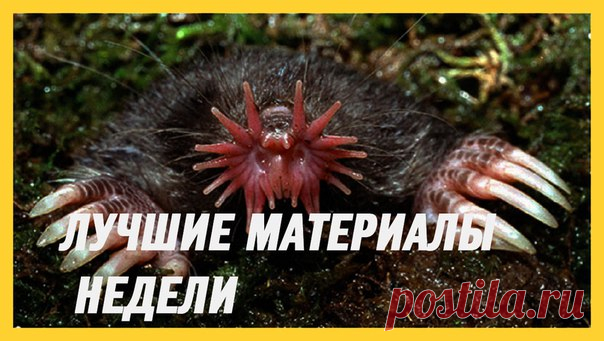 Лучшие материалы минувшей недели — в нашей воскресной подборке: 1. Крот-звездонос. Подземный Супермен: bit.ly/2oPuxkE 2. Гусеницы спасут мир от пластика: bit.ly/2p0WU2A 3. Последний шанс последнего северного белого носорога на Земле: bit.ly/2pnIJop 4. Свидетельства древней глобальной катастрофы выбиты в камне: bit.ly/2qw9BjP 5. Мастера маскировки. Змея среди опавшей листвы: bit.ly/2qpjrVc