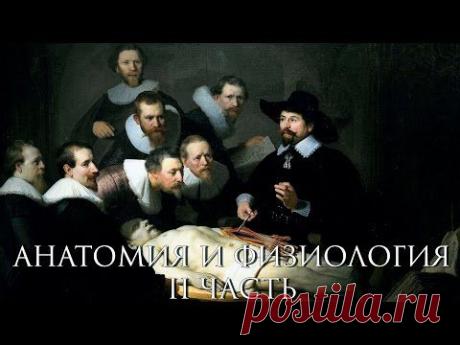 Анатомия и физиология человека. Часть II