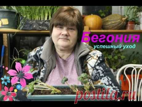 Бегония: основы успешного ухода.