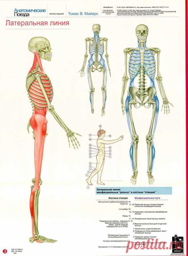 «Анатомические поезда» - система фасции, которая поддерживает, соединяет и активизирует все ткани нашего тела и переводит сокращение мышц в координированное движение. С тех пор, как Ида Рольф работала клиническим физиологом, было проделано большое число исследований, а также разрабатывается значительно более полная и детально описанная схема всей сети фасциальной ткани, чем Д-р Рольф могла сделать в свое время. Томас Майерс, долгое время бывший учеником Иды, книгой «Анатом...