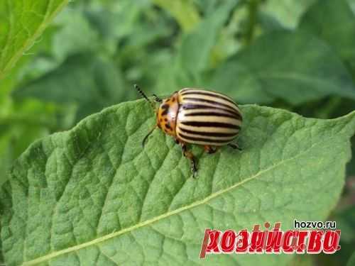 От колорадского жука спасаемся рыбой