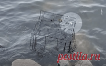 Во время прогулки у моря собака Молли заметила необычную клетку в воде и помогла хозяйке вовремя прийти на помощь попавшему в беду псу.