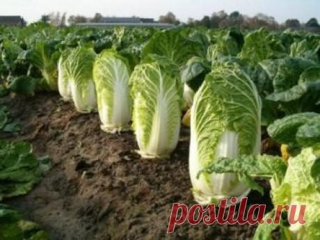 Июль – самое время для посева пекинской капусты