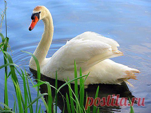 Lora — «Гордый странник» на Яндекс.Фотках