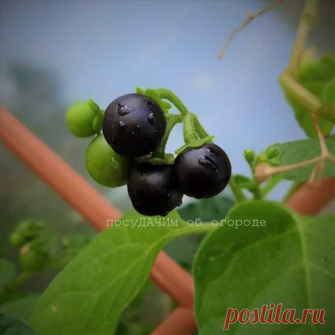 Вкусная ягода, которая является разносчиком фитофторы и черной тли
Про эту ягоду на моем канале уже выходила статья (ссылку на нее...
Читай дальше на сайте. Жми подробнее ➡
