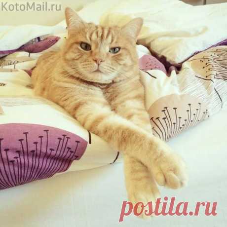 Любимое чудо