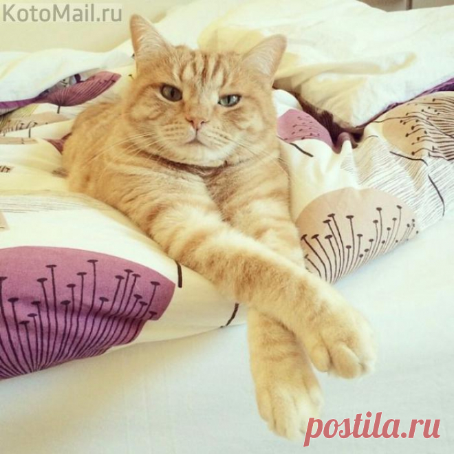 Любимое чудо