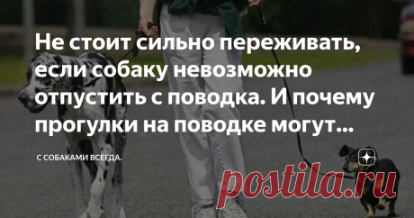 Не стоит сильно переживать, если собаку невозможно отпустить с поводка. И почему прогулки на поводке могут быть даже полезны. Статья автора «С собаками всегда.» в Дзене ✍: Многим владельцам собак известны угрызения совести по поводу того, что их любимца нельзя отпустить в "свободный полет" и позволить ему от души набегаться.