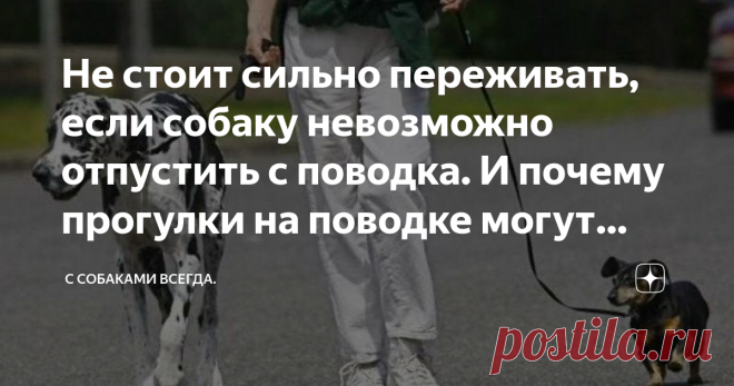 Не стоит сильно переживать, если собаку невозможно отпустить с поводка. И почему прогулки на поводке могут быть даже полезны. Статья автора «С собаками всегда.» в Дзене ✍: Многим владельцам собак известны угрызения совести по поводу того, что их любимца нельзя отпустить в 