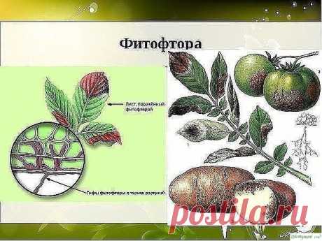 Борьба с фитофторой на помидорах - самые эффективные средства