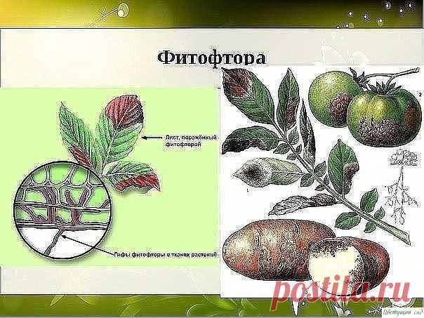 Борьба с фитофторой на помидорах - самые эффективные средства