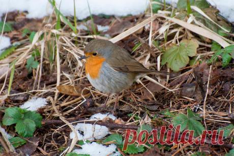 Зарянка (малиновка)
Всеволожский район Ленинградской области