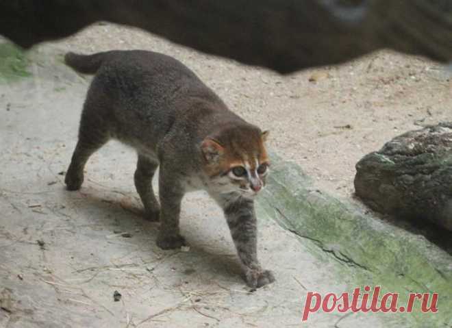 Необыкновенные кошки в дикой природе