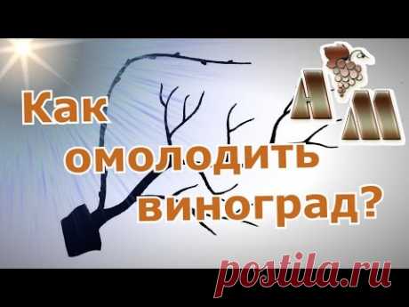 Как восстановить запущенный куст винограда?
