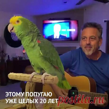 Лента.ру on Twitter: "Попугайчики — неплохие певцы. Но ещё круче, когда они подпевают любимые хиты. Послушайте, как этот дружок помогает хозяину исполнять легендарные песни «Битлз» и других групп https://t.co/XYbtklGOgE" / Twitter