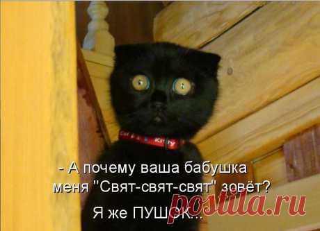 Очень добрый папа-кот. Вот умора! Надо-же!