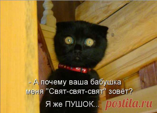 Очень добрый папа-кот. Вот умора! Надо-же!