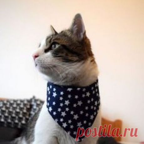 In an effort to make room for the new animals that will sadly and surely be making their way to animal shelters we’d like to encourage anyone and everyone to foster or adopt a cat this 4th of July.
