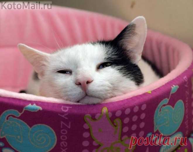 Как хорошо дома!