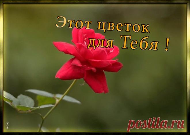 Картинка цветок для тебя