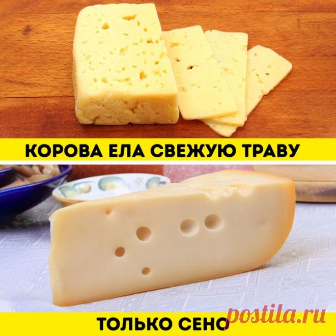 Гид для тех, кто обожает сыр, но совершенно в нем не разбирается | Болтай