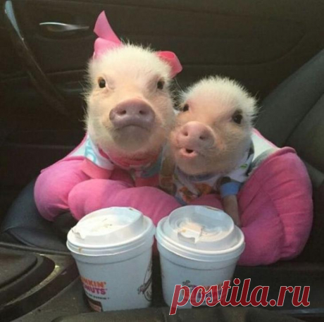 Добрая подборка фотографий, где милые звери радуют нас своим поведением и забавными гримасами Добрая подборка фотографий, где милые звери радуют нас своим поведением и забавными гримасами