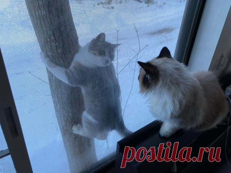 15 очаровательных фотографий животных, которые показали всем окружающим, что для их дружбы нет преград