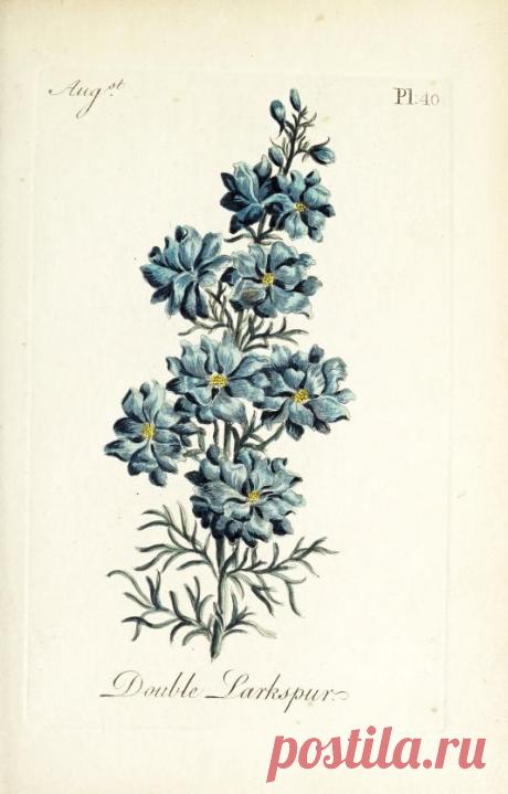 The florist : containing sixty plates of the most beautiful flowers regularly dispos'd in their succession of blowing : to which is added an accurate description of their colours, with instructions for drawing & painting them according to nature : being a new work intended for the use & amusement of gentlemen and ladies delighting in that art : Free Download, Borrow, and Streaming : Internet Archive