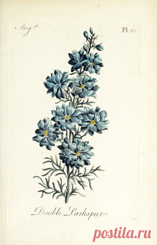 The florist : containing sixty plates of the most beautiful flowers regularly dispos'd in their succession of blowing : to which is added an accurate description of their colours, with instructions for drawing & painting them according to nature : being a new work intended for the use & amusement of gentlemen and ladies delighting in that art : Free Download, Borrow, and Streaming : Internet Archive