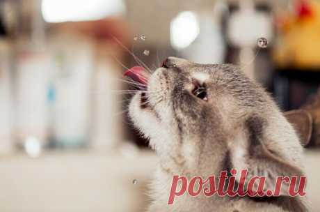 Котики, дарящие улыбку