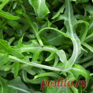 Руккола – заморский деликатес