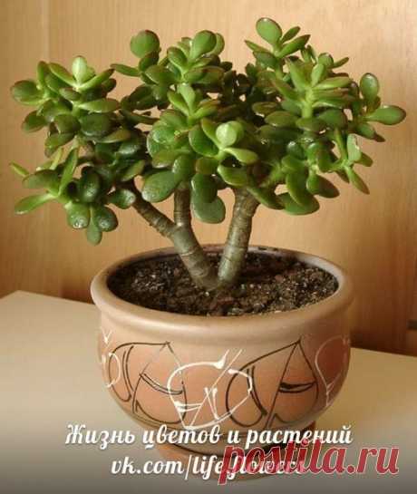 Как сформировать крону денежного дерева.