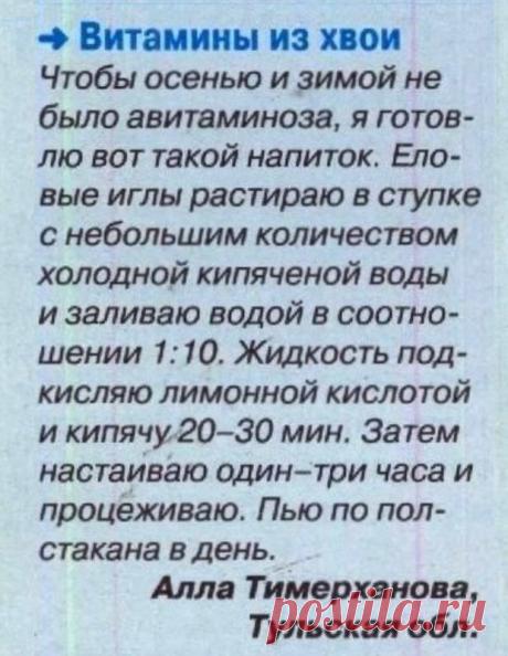 Витамины из хвои