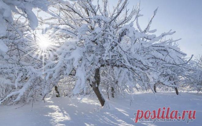 Нужно ли утаптывать снег вокруг деревьев – аргументы 