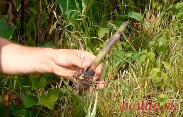 ВСЕГО ОДНО РАСТЕНИЕ — И ГЛИСТЫ ДОХНУТ, КАК МУХИ! ЛУЧШЕЕ НАТУРАЛЬНОЕ СРЕДСТВО ОТ ПАРАЗИТОВ! — Домашние заботы