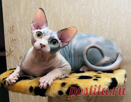 Дмитрий Weirdness в Твиттере: «https://t.co/Y6lwRV4kyN»