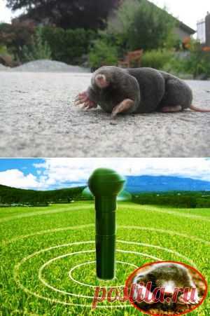 ИЗГНАНИЕ КРОТА ИЗ САДОВО-ОГОРОДНОГО ЭДЕМА