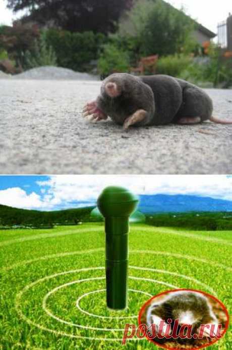 ИЗГНАНИЕ КРОТА ИЗ САДОВО-ОГОРОДНОГО ЭДЕМА