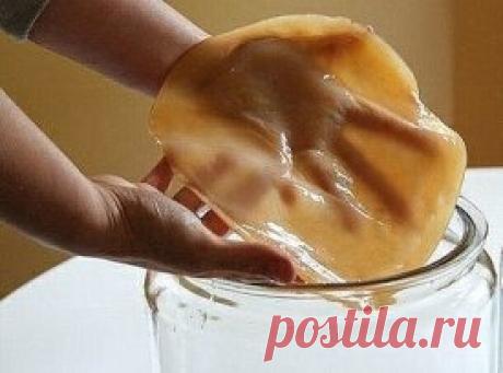 КАК ВЫРАСТИТЬ ЧАЙНЫЙ ГРИБ С НУЛЯ = Выращивание гриба из черного чая= Если чайный гриб нужен вам лишь только для вкусного напитка, обладающего общеукрепляющими действием, можно вырастить чайный гриб только из черного чая. Вам понадобится трехлитровая банка, марлевая ткань, заварочный чайник, кипяток, сахар и крупнолистовая заварка черного чая. Причем заварка должна быть самой обычно, без каких-либо добавок – чем дешевле, тем лучше. Первое, что необходимо сделать – это очень тщательно помыть трехл