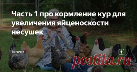 Часть 1 про кормление кур для увеличения яйценоскости несушек Добрый день, опытные и начинающие птицеводы! Кормление кур для увеличения яйценоскости в нашем материале. Нюансы кормления, гарантирующие завидную яичную продуктивность кур: от факторов, влияющих на яйценоскость, до рекомендуемых рационов.
Сегодня мы рассмотрим вопрос, которым задаются все начинающие птицеводы. Какими кормами лучше кормить кур-несушек? Тема однозначно актуальна. Разумеется, что ко