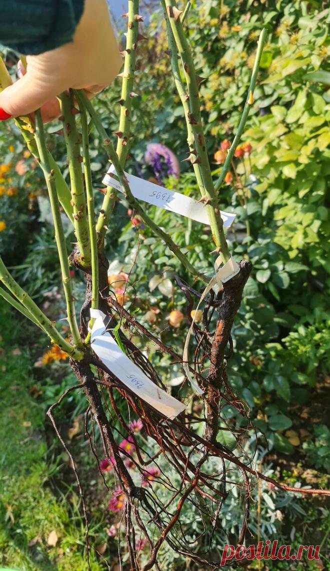 Почему не приживаются розы осенью. Ошибки и секреты правильной посадки | Цвет'ОК | Пульс Mail.ru