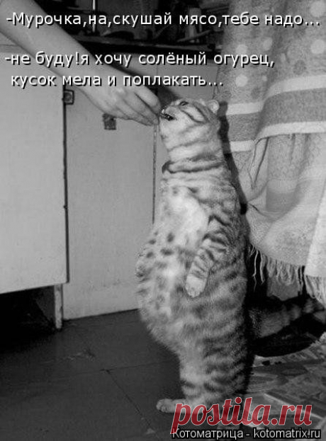 КОТловина | Позитив в картинках и не только